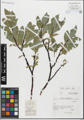 Foto von Salix glabra Scop.
